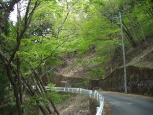 新緑は綺麗ですが・・・。