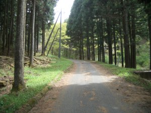 少し荒れ始めた林道
