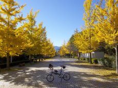 秩父ミューズパークの紅葉