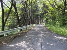 みかん山を下ります。