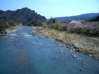 船渡大橋からの桜