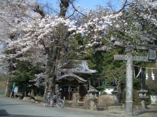 赤城若御子神社の桜