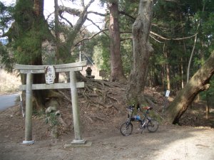 不思議な木の集合体