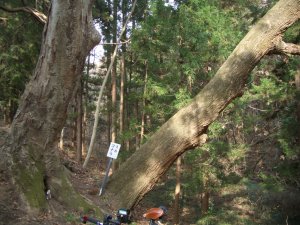 不思議な木の集合体