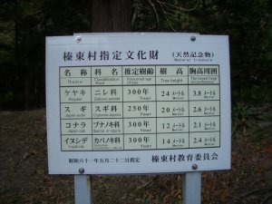 不思議な木の集合体