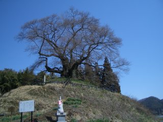 発地のヒガンサクラ