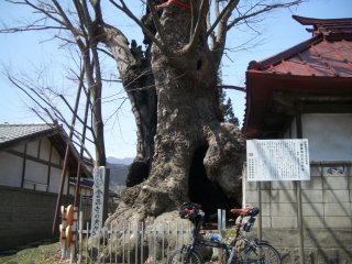 雲昌寺の大ケヤキ