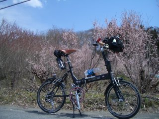桜畑？